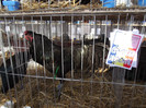 DSCF0659