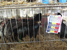 DSCF0660
