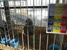 DSCF0663
