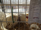 DSCF0667