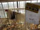 DSCF0669