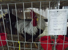 DSCF0676