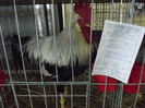 DSCF0678