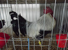 DSCF0680