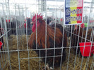 DSCF0699