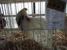 DSCF0755