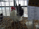 DSCF0760