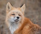 animale-haioase-42-de-poze-06
