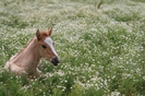 poze-cu-animale-haioase-5-09