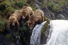 poze-cu-animale-haioase-15-15