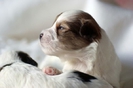 poze-cu-animale-haioase-23