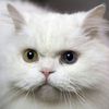 poze-cu-animale-haioase-36