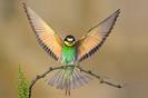 poze-superbe-cu-animale-01