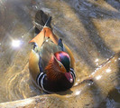 poze-superbe-cu-animale-03