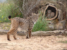 poze-superbe-cu-animale-09
