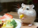 poze-superbe-cu-animale-14