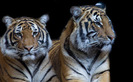 tigri_desktop_wallpaper