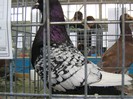 IMG_0044