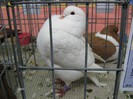 IMG_0054
