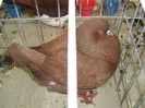 IMG_0058