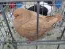 IMG_0059