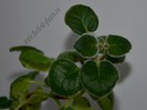 Sinningia Gabriel s Horn