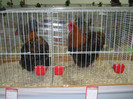 wels_2013_ 116