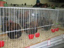 wels_2013_ 117
