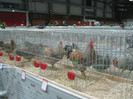 wels_2013_ 118