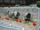 wels_2013_ 120