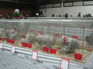 wels_2013_ 122