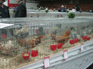 wels_2013_ 124