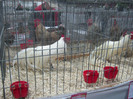 wels_2013_ 129
