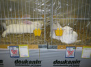 wels_2013_ 159