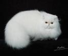 persiancat008_thumb