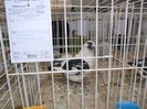SAM_3923