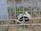 SAM_3927
