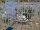 SAM_3935