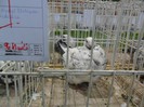 SAM_3936