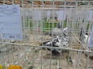SAM_3938