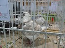 SAM_3945