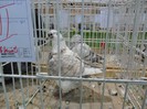SAM_3946