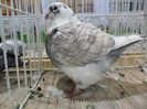 SAM_3949