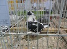 SAM_3951