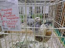 SAM_3956