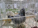 SAM_3964