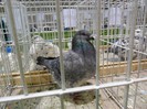 SAM_3965