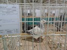 SAM_3967