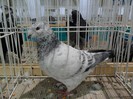 SAM_3969