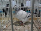 SAM_3970